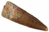 Fossil Spinosaurus Tooth - Real Dinosaur Tooth #354783-1